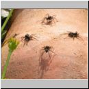 Pardosa amentata - Wolfspinne 03.jpg